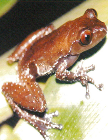 Theloderma